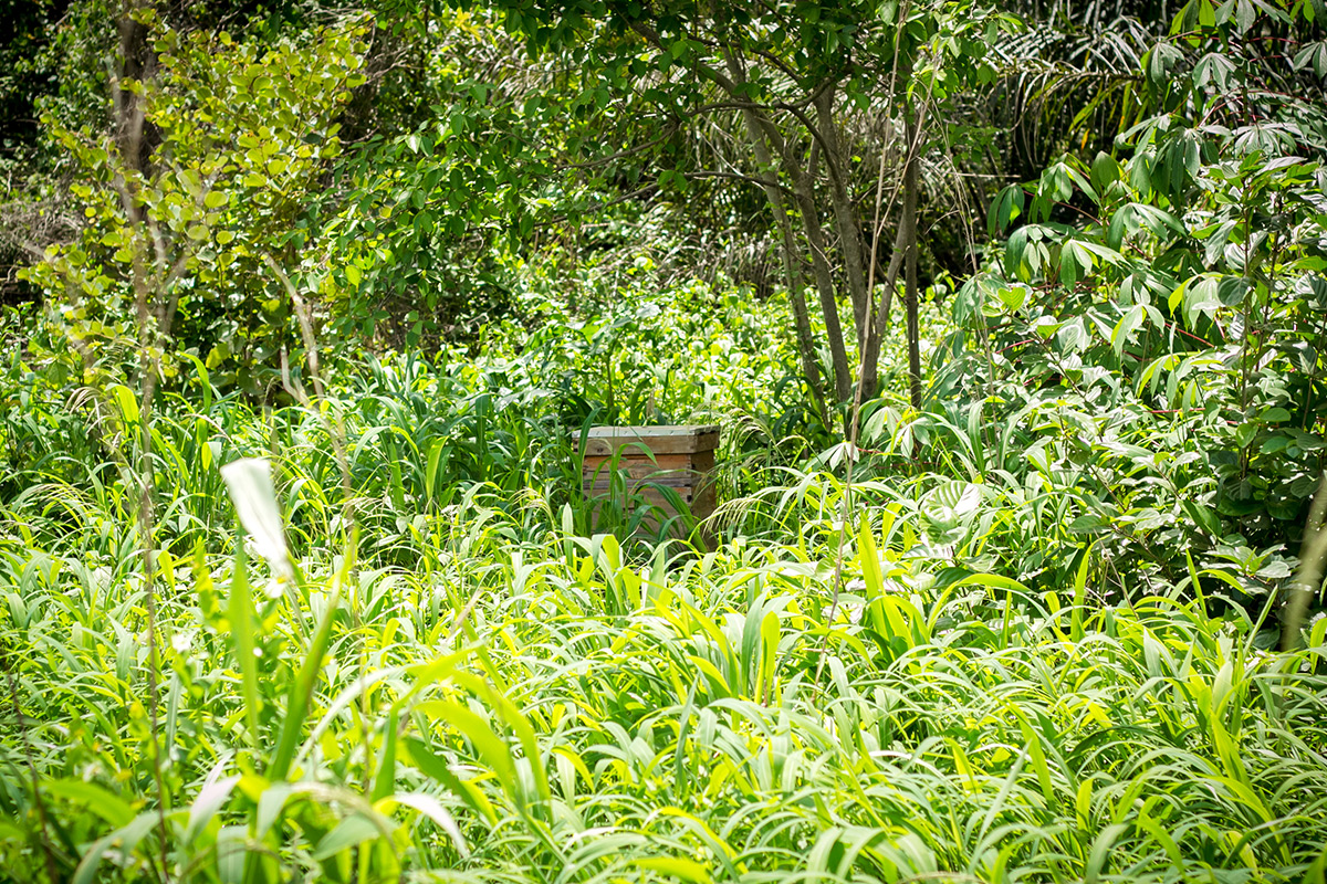 Bee hive in Liati Wote forest, Volta Region, Ghana