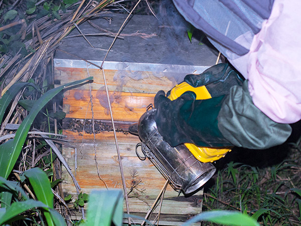 Smoking the hives, so the bees become dazed