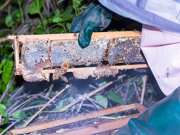 Harvesting the honey (this is a colony led by a older queen, that’s why the honey is light)