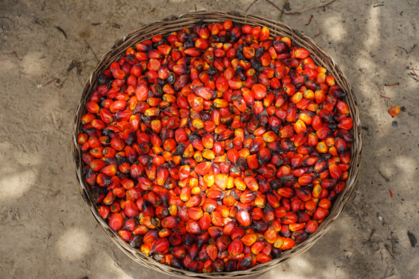 Freshly harvested and selected palm nuts in a basket