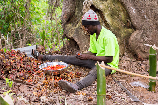 Selecting the freshly harvested palm nuts