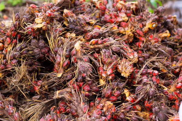 Freshly harvested palm nuts