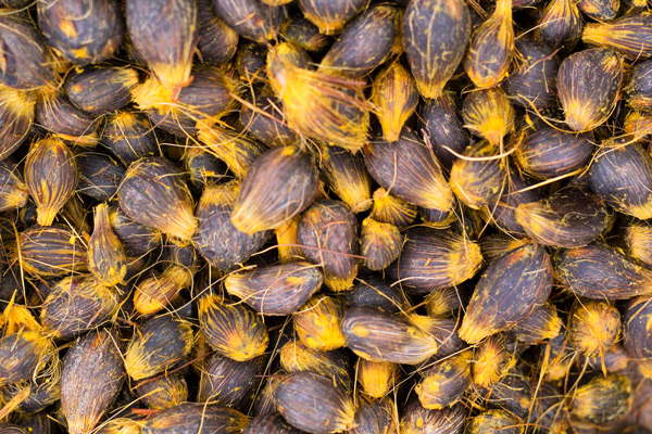 The residual nuts, also called palm kernels